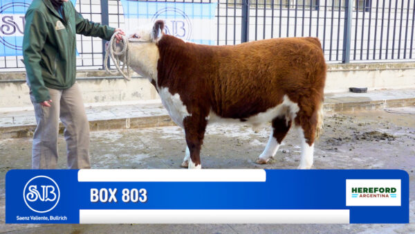 BOX 803 - RP X1671